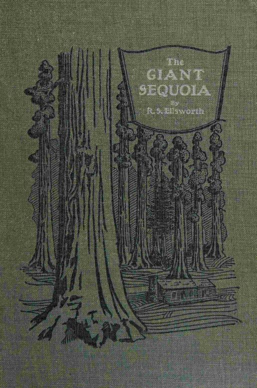 The giant sequoia