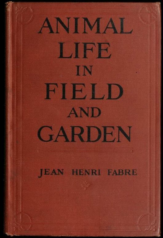 Animal Life in Field and Garden