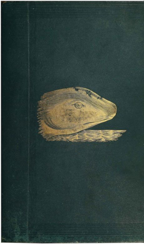 The great sea-serpent