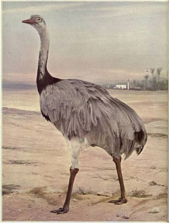 Birds Illustrated by Color Photography Vol 3. No 5.