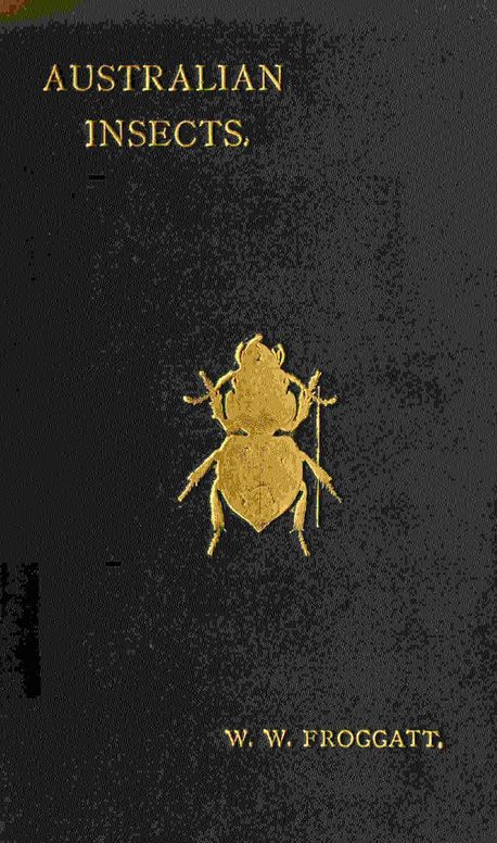 Australian insects