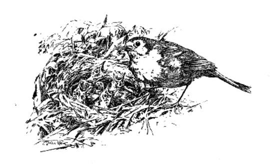 Robin's Rambles