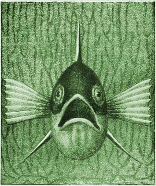 Einheimische Fische Die Süßwasserfische unsrer Heimat