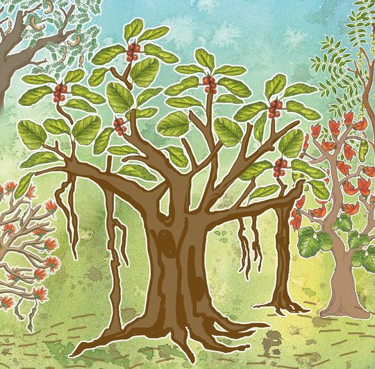 Every Tree Counts