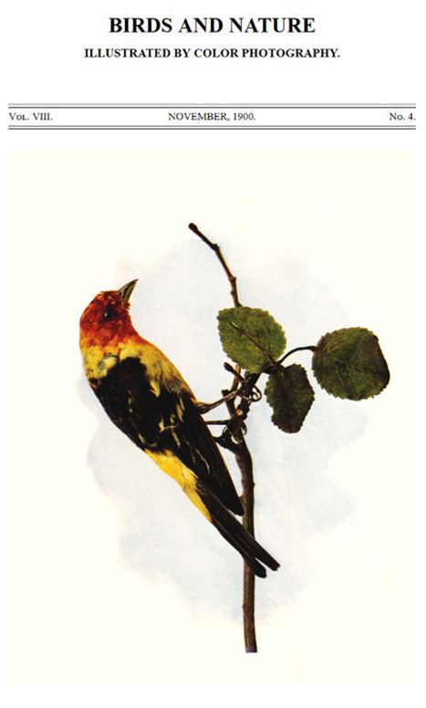 Birds and Nature, Vol. VIII, No. 4, November 1900 Illustrated by Color Photography