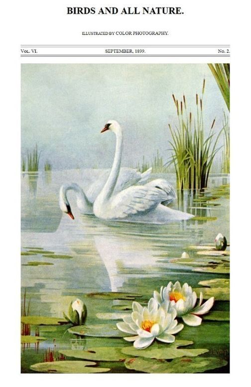 Birds and All Nature, Vol. VI, No. 2, September 1899 Illustrated by Color Photography