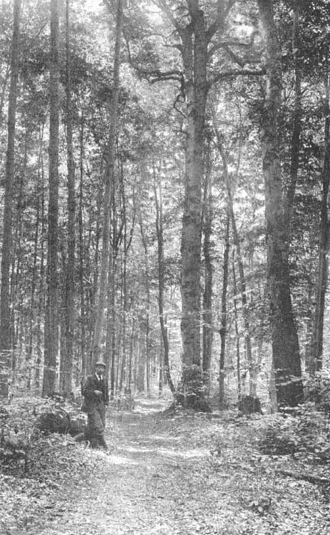 Michigan Trees A Handbook of the Native and Most Important Introduced Species