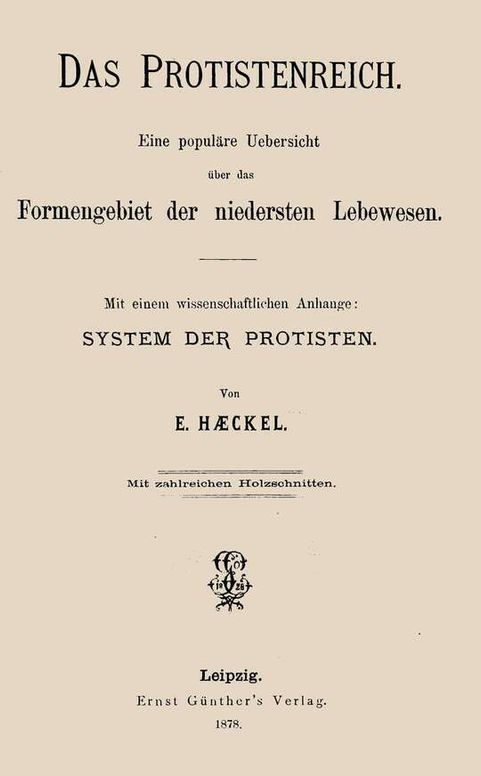 Das Protistenreich