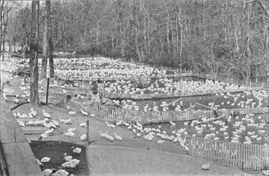 Ducks and Geese