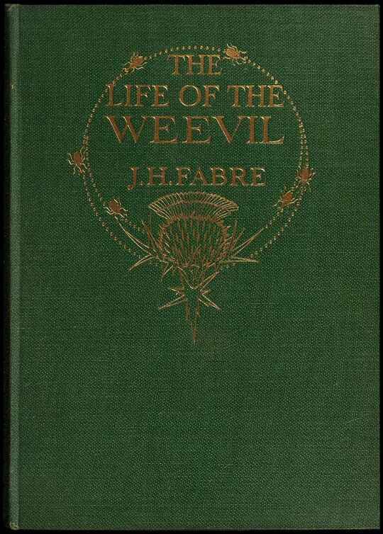 The Life of the Weevil