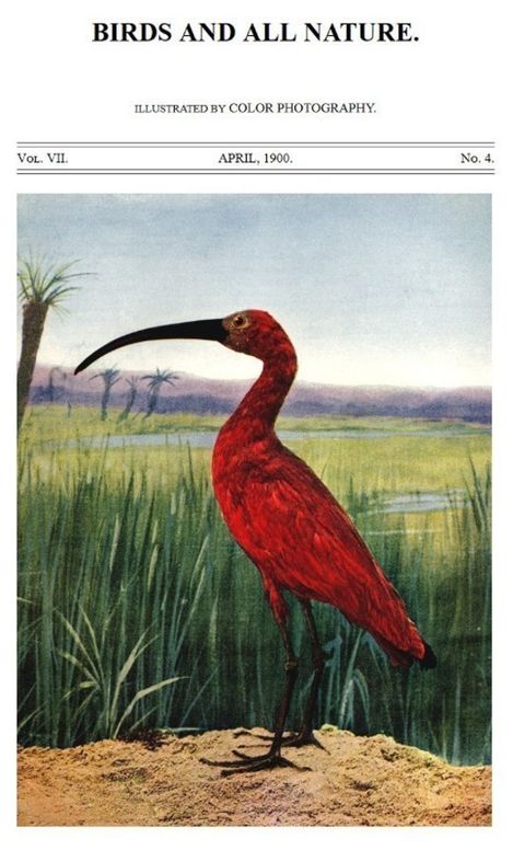 Birds and all Nature, Vol. VII, No. 4, April 1900