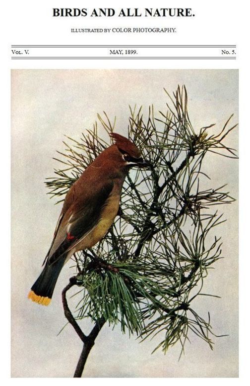 Birds and all Nature, Vol. V, No. 5, May 1899 Illustrated by Color Photography