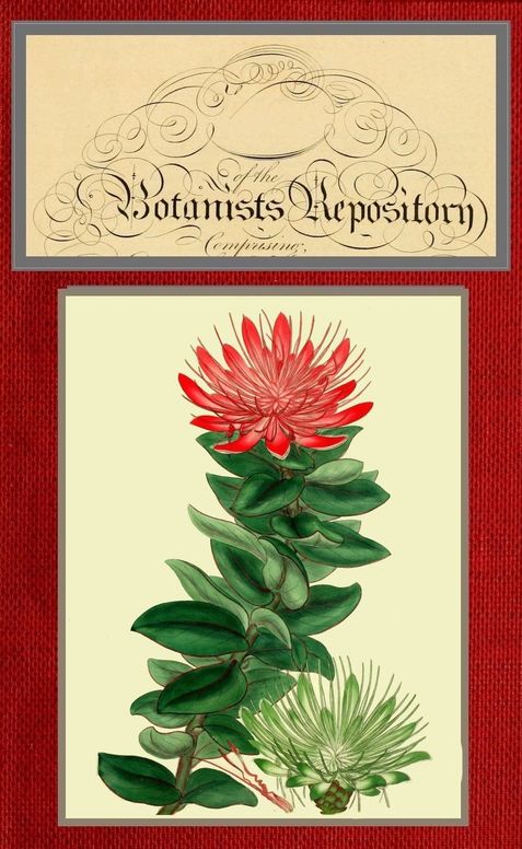 The botanist's repository for new and rare plants; vol. 10 [of 10]