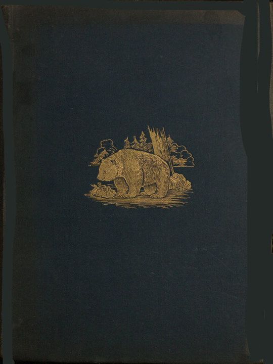 The Romance of the Woods
